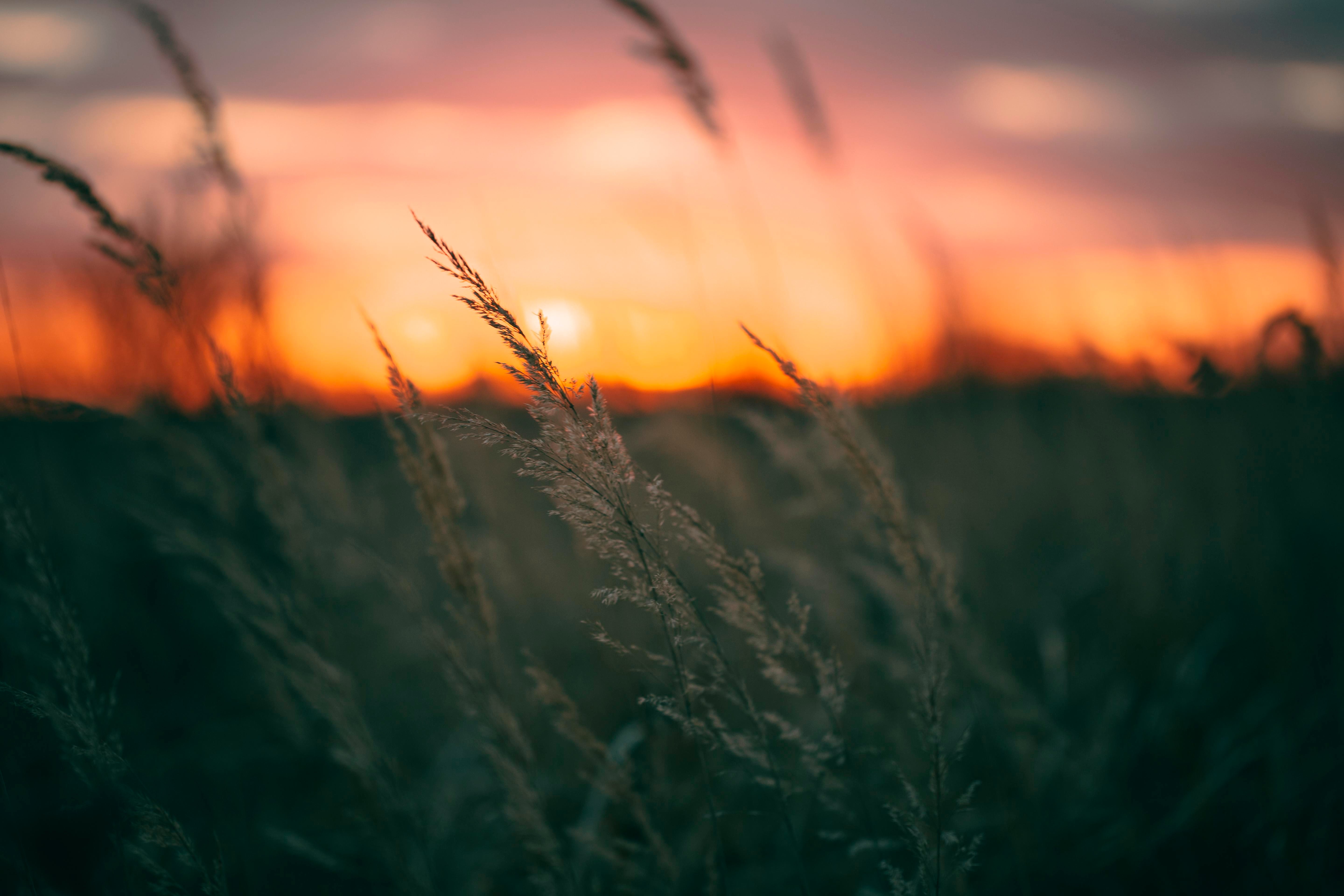 wheat